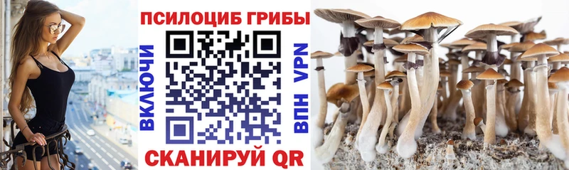 Галлюциногенные грибы Psilocybe  Сысерть 